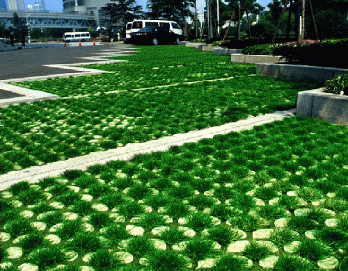 �߳��dֲ�ݵ�ƺ