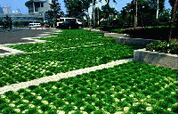 �߳��dֲ�ݵ�ƺ